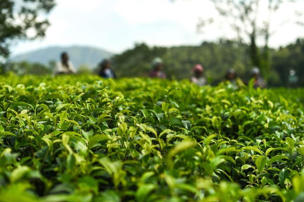 agriculture-3853782_1280